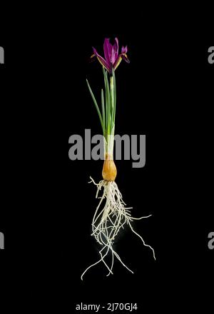 Iris reticulata 'George'. Stock Photo