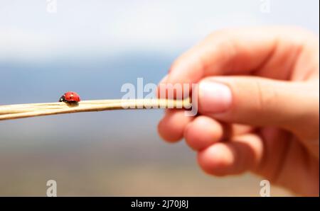 A ladybug crawling on a branch Stock Photo