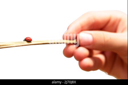 A ladybug crawling on a branch Stock Photo