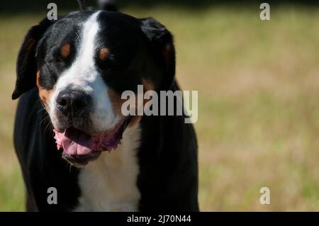Greater Swiss Mountain Dog clos eup headshot Stock Photo