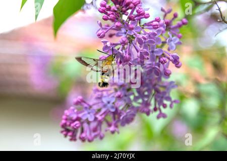 Hummingbird hawk moth Macroglossum stellatarum collecting nectar on a lilac flower in the garden on a sunny spring day.  Close up, selective focus Stock Photo