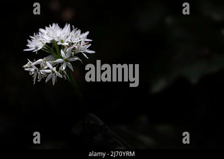 Lonely white flower of the wild garlic or Allium Ursinum left on an otherwise empty almost black background. Narrow depth of field Stock Photo