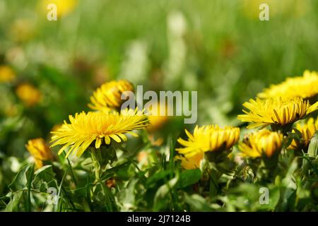 Blooming dandelions growing outdoors in grass Stock Photo