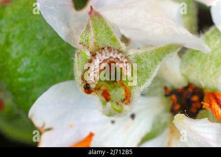Anthonomus pomorum or the apple blossom weevil is a major pests of apple trees Malus domestica. larva inside apple tree bud. Stock Photo