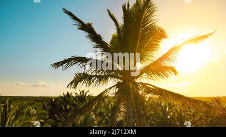 Palm trees at sunset light. Coconut palm trees, beautiful tropical background. View of palm trees against sky. Palm trees sunset golden blue sky backlight in mediterranean. Lens flare effect.