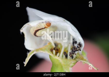 Pear blossom damaged by caterpillar of Green pug (Pasiphila rectangulata) moth. It is a pest of fruit trees in orchards and gardens. Stock Photo