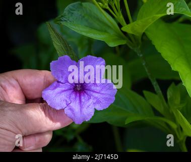 Fingers holding a tropical purple flower with lush green leaves on black background. Copy space Stock Photo