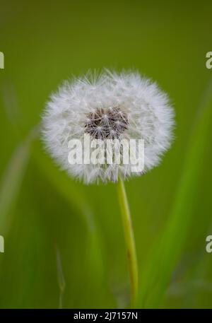 Seed head of a Common Dandelion (Taraxacum officinale), photographed against a blurred green background Stock Photo