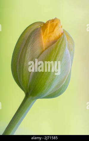 A yellow tulip bud just bursting into flower, photographed against a pale yellow background Stock Photo