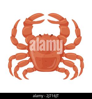 Fresh crab with claws. Marine and river crustacean animals. Food ingredient, delicacy. Flat cartoon vector illustration isolated on a white background Stock Vector