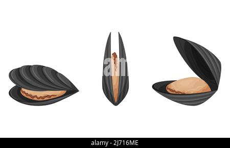 Raw mussels with shells. Exotic sea food. A marine animal. Flat style. Color vector illustration isolated on a white background. Stock Vector