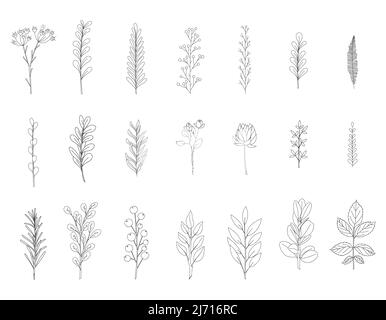 A set of hand-drawn twigs with leaves. Doodle style. Botanical, plant elements.Black and white vector illustrations in cartoon style. Isolated on a wh Stock Vector