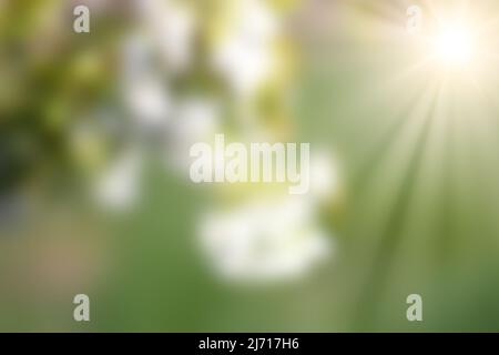 Sunbeams on green blurred background of spring park and white flowers. Blur background Stock Photo