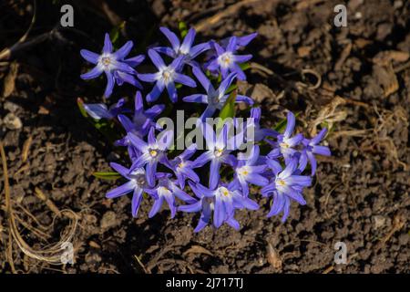 Top view of a bunch of glory of the snow flowers, also called Chionodoxa luciliae or sternhyazinthe Stock Photo