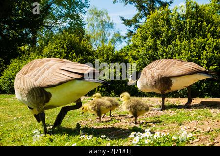 Canada Goose, Branta Canadensis, family with 3 yellow fledgling goslings. Stock Photo