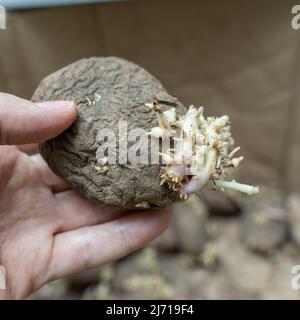 Roots growing from sweet potato in hand close-up Stock Photo