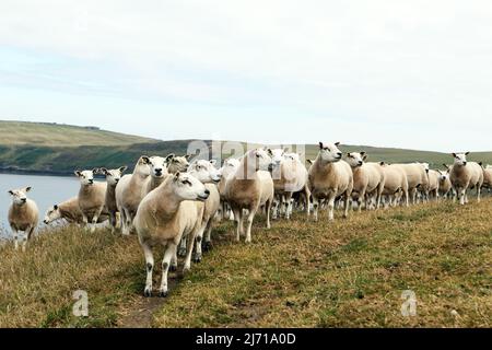 Flock of sheep, on a hillside in Dumfries & Galloway, all looking at something or someone Stock Photo