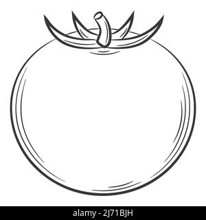 Tomato. A vegetable in a linear style, drawn by hand. Food ingredient, design element.Lineart. Black and white vector illustration. Isolated on a whit Stock Vector