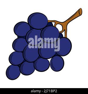 grape,berry in a linear style. Colorful vector decorative element, drawn by hand. Stock Vector