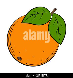 Orange, grapefruit, bergamot, citrus,fruit in a linear style. Colorful vector decorative element, drawn by hand. Stock Vector