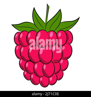 BlackBerry, raspberry, stone bramble,berry in a linear style. Colorful vector decorative element, drawn by hand. Stock Vector