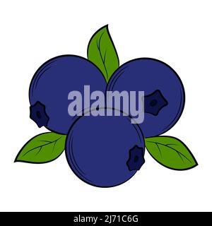 blueberries, cranberries, wild berries,berry in a linear style. Colorful vector decorative element, drawn by hand. Stock Vector