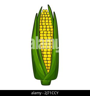 Corn on the cob. A vegetable in a linear style, drawn by hand. Food ingredient, design element.Color vector illustration with outline. Isolated on a w Stock Vector