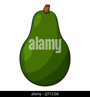 Avocado. A vegetable in a linear style, drawn by hand. Food ingredient, design element.Color vector illustration with outline. Isolated on a white bac Stock Vector