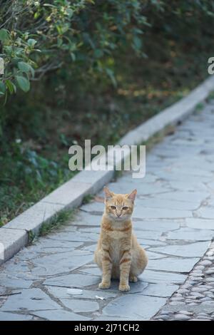 A stray ginger tabby cat sitting on a stone path in a quiet, green park, looking directly at the camera. Captured in natural daylight. Stock Photo