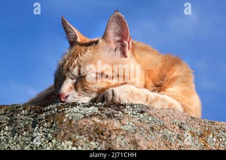 Female ginger cat napping on rock in the late afternoon sun, Tarragona, Spain. Stock Photo
