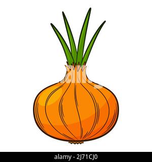 Onion head. A vegetable in a linear style, drawn by hand. Food ingredient, design element.Color vector illustration with outline. Isolated on a white Stock Vector