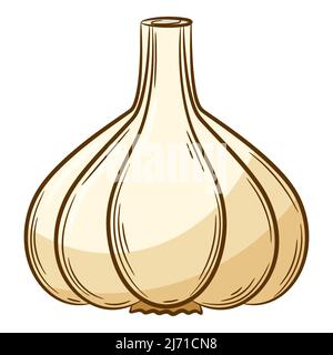 Head of garlic. A vegetable in a linear style, drawn by hand. Food ingredient, design element.Color vector illustration with outline. Isolated on a wh Stock Vector