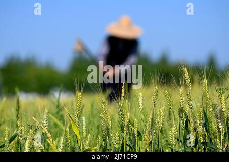 (220505) -- SUZHOU, May 5, 2022 (Xinhua) -- A farmer works in the field on the day of Lixia, or beginning of summer, in Jinxi Township of Kunshan City in east China's Jiangsu Province, May 5, 2022. 'Lixia' marks the seventh solar term on the Chinese lunar calendar signifying the beginning of summer. (Photo by Wang Xuzhong/Xinhua) Stock Photo