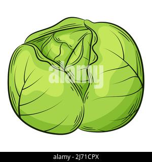 Cabbage head. A vegetable in a linear style, drawn by hand. Food ingredient, design element.Color vector illustration with outline. Isolated on a whit Stock Vector