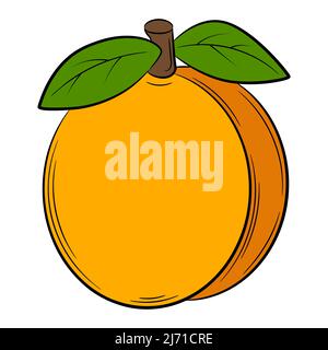 Peach, apricot,fruit in a linear style. Colorful vector decorative element, drawn by hand. Stock Vector