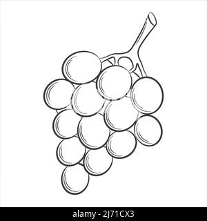 grape,berry in a linear style. Black and white vector decorative element, drawn by hand. Isolated on white background Stock Vector