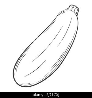 Whole zucchini. A vegetable in a linear style, drawn by hand. Food ingredient, design element.Lineart. Black and white vector illustration. Isolated o Stock Vector