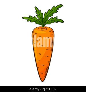Carrot. A vegetable in a linear style, drawn by hand. Food ingredient, design element.Color vector illustration with outline. Isolated on a white back Stock Vector