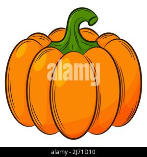 Whole pumpkin. A vegetable in a linear style, drawn by hand. Food ingredient, design element.Color vector illustration with outline. Isolated on a whi Stock Vector