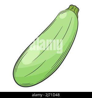 Whole zucchini. A vegetable in a linear style, drawn by hand. Food ingredient, design element.Color vector illustration with outline. Isolated on a wh Stock Vector