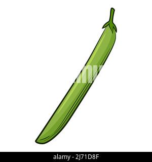 Bean Pod. A vegetable in a linear style, drawn by hand. Food ingredient, design element. Color vector illustration with outline. Isolated on white Stock Vector