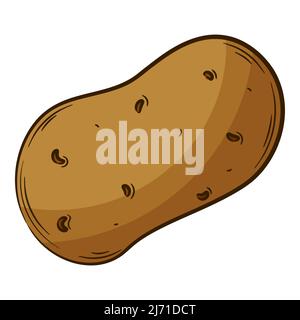 Whole potatoes. A vegetable in a linear style, drawn by hand. Food ingredient, design element.Color vector illustration with outline. Isolated on a wh Stock Vector
