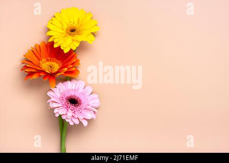 Bouquet of gerberas on beige background Top view Flat lay Holiday greeting card Happy moter's day, 8 March, Valentine's day, Easter concept Copy space Mock up. Stock Photo
