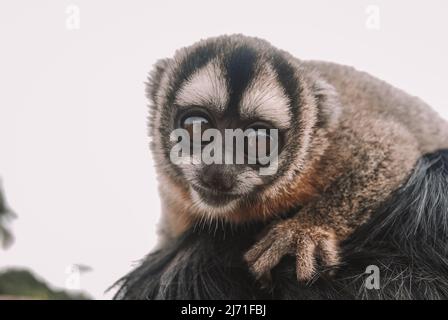 Specimen of night monkey, also known as owl monkey or douroucoulis, nocturnal New World monkey with big eyes of the genus Aotus of the family Aotidae Stock Photo