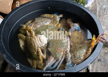 Fresh raw blue crabs in the plastic basin ready to cook Stock Photo
