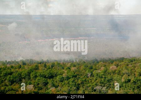 Flames and smoke curtain of a forest fire in the Brazilian Amazon. Stock Photo