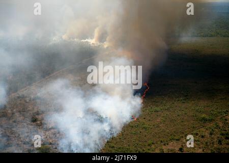 Flames and smoke curtain of a forest fire in the Brazilian Amazon. Stock Photo