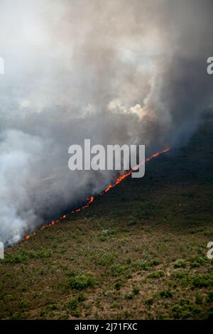 Flames and smoke curtain of a forest fire in the Brazilian Amazon. Stock Photo