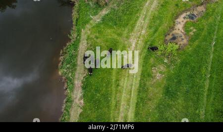 05 May 2022, Hessen, Marburg: Water buffalo grazing on the meadows in the area of the renaturalized Lahn (aerial view with drone) . The university town of Marburg relies on animal landscape management for the Gisselberg span. Water buffaloes are to keep the grass short and thus create habitat for meadow nesting and resting birds. Photo: Nadine Weigel/dpa Stock Photo