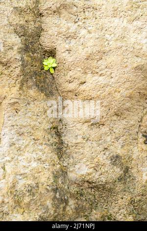 A tiny plant growing between the cracks of a rock Stock Photo